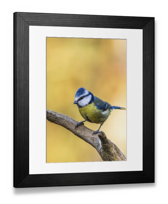 Framed Print : Blue tit (Cyanistes caeruleus) perched on a branch Framed Print : Blue tit (Cyanistes caeruleus) perched on a branch