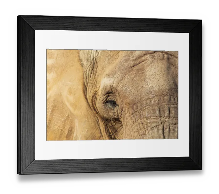 Framed Print : Elephant from the Oasis Park, Fuerteventura