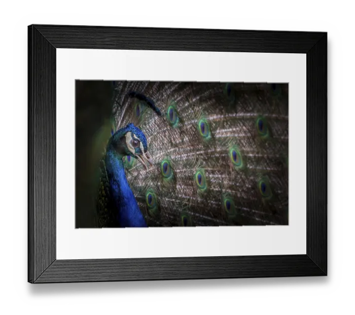 Framed Print : Male Peacock also known as the common peafowl Framed Print : Male Peacock also known as the common peafowl