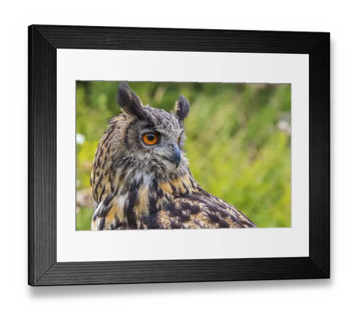 Framed Print : Eagle owl (Bubo bubo) perched close-up