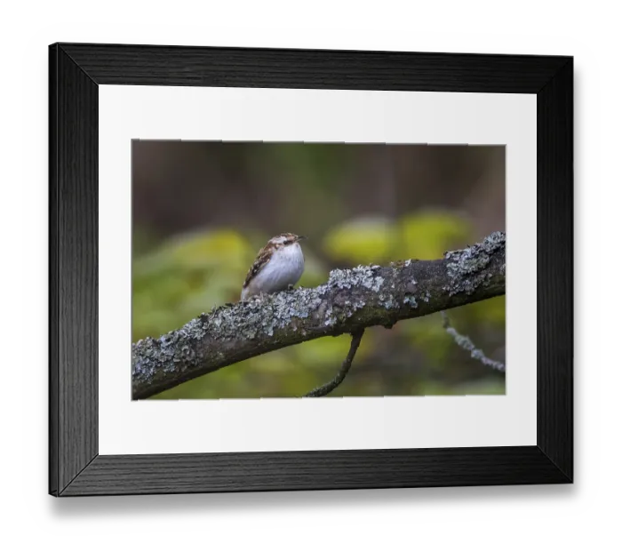 Framed Print : Treecreeper (Certhia familiaris) perched on a tree