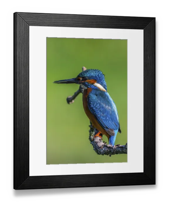 Framed Print : Kingfisher (Alcedo atthis) perched on a branch