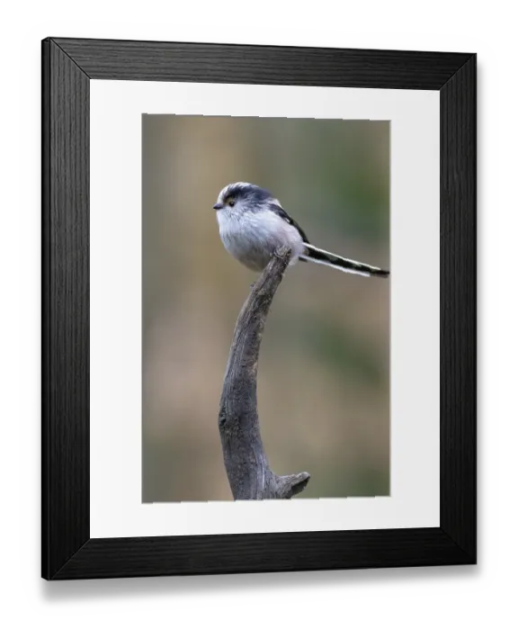 Framed Print : Long-tailed tit (Aegithalos caudatus) perched on a branch