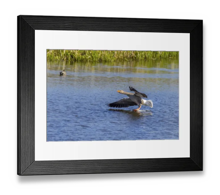 Framed Print : Greylag goose (Anser anser) landing Framed Print : Greylag goose (Anser anser) landing