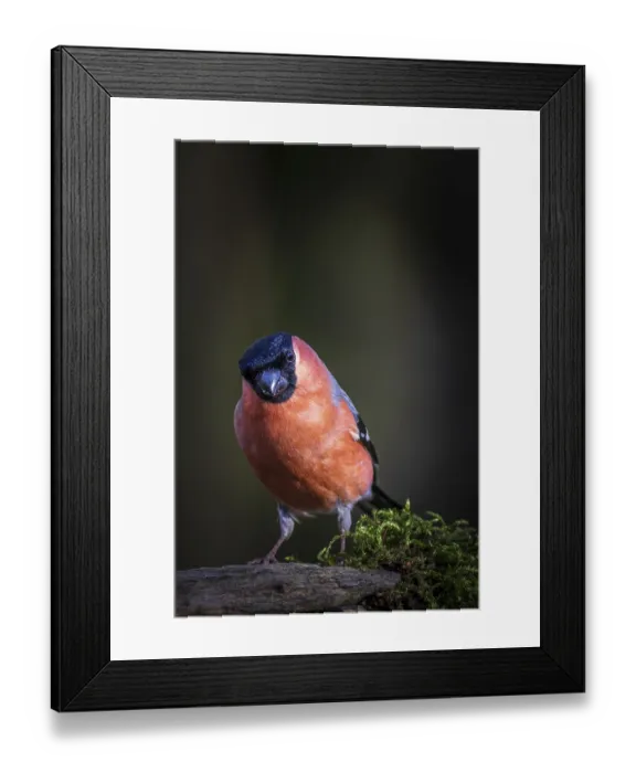Framed Print : Bullfinch (Pyrrhula pyrrhula) perched on a tree Framed Print : Bullfinch (Pyrrhula pyrrhula) perched on a tree
