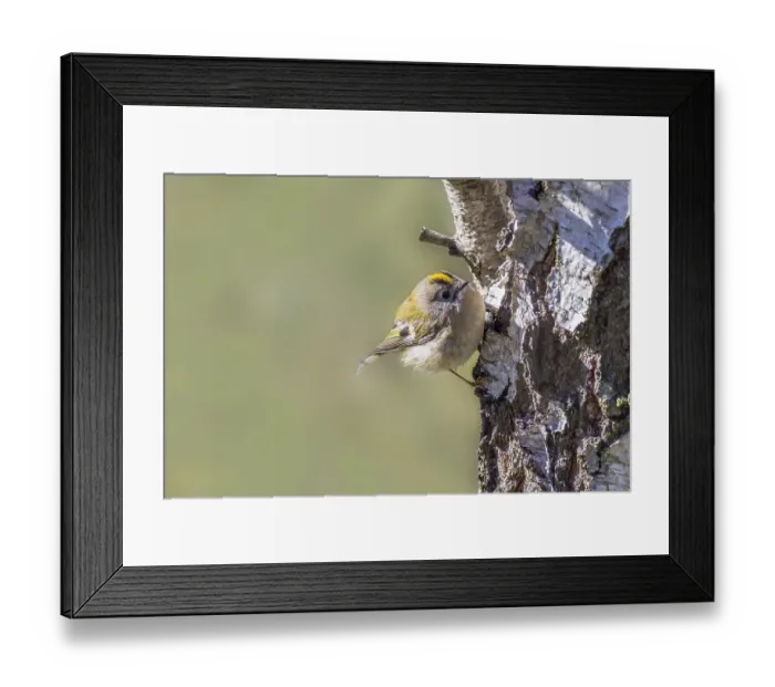Framed Print : Goldcrest (Regulus regulus) on a tree Framed Print : Goldcrest (Regulus regulus) on a tree