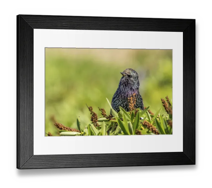 Framed Print : Starling (Sturnus vulgaris) perched in a bush Framed Print : Starling (Sturnus vulgaris) perched in a bush