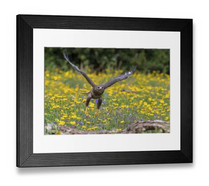 Framed Print : Common buzzard (Buteo buteo) in flight Framed Print : Common buzzard (Buteo buteo) in flight