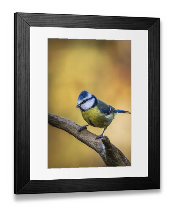 Framed Print : Blue tit (Cyanistes caeruleus) perched on a branch Framed Print : Blue tit (Cyanistes caeruleus) perched on a branch