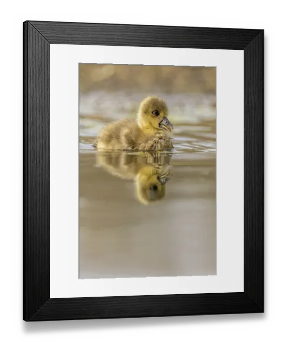Framed Print : Greylag goose Chick with reflection in the water