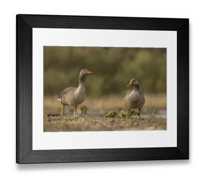 Framed Print : Greylag goose family in the wild Framed Print : Greylag goose family in the wild