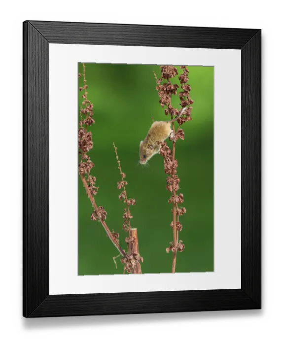 Framed Print : Harvest mouse (Micromys minutus) close-up