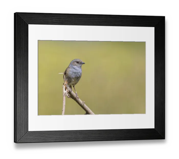 Framed Print : Dunnock (Prunella modularis) perched on a branch Framed Print : Dunnock (Prunella modularis) perched on a branch