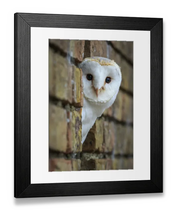 Framed Print : Barn Owl (tyto alba) in a brick wall Framed Print : Barn Owl (tyto alba) in a brick wall
