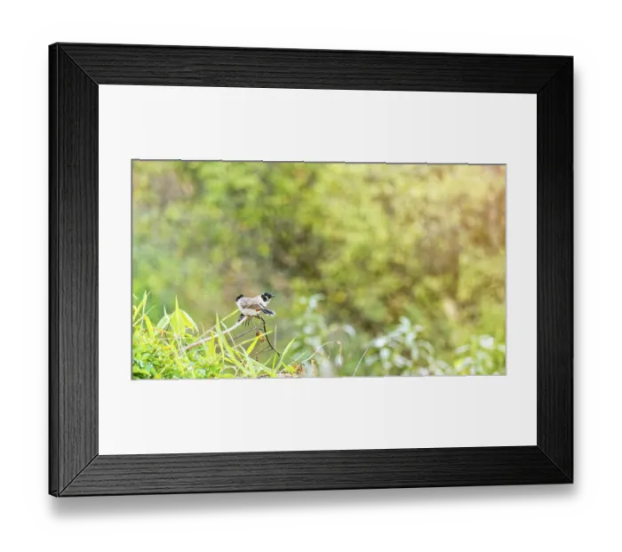 Framed Print : Birds name Pycnonotus Aurigaster or Sooty-headed bulbul