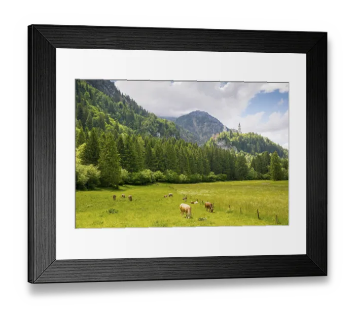 Framed Print : Cow on alpine meadow near Neuschwanstein castle