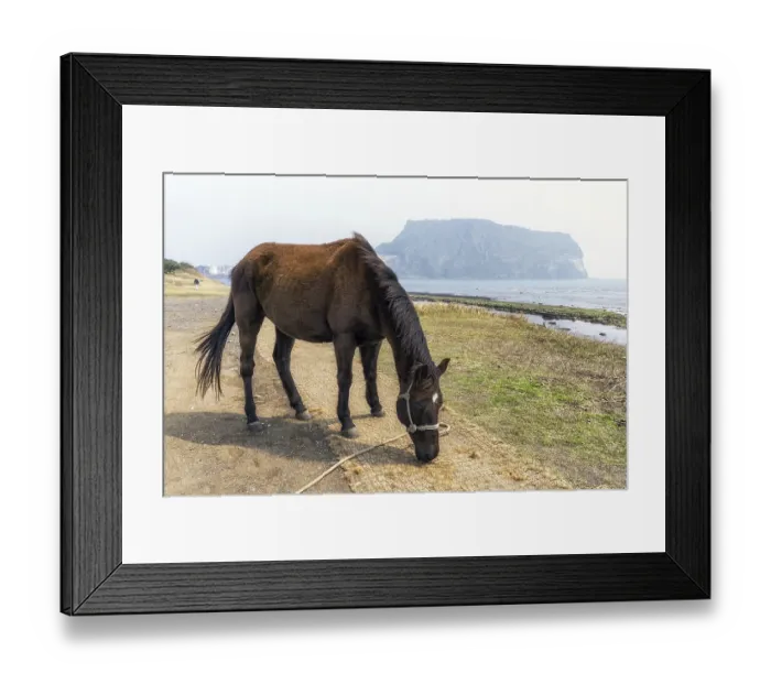 Framed Print : A horse along olle trail in gwangchigi beach looking over seongsan ilchulbong in jeju island
