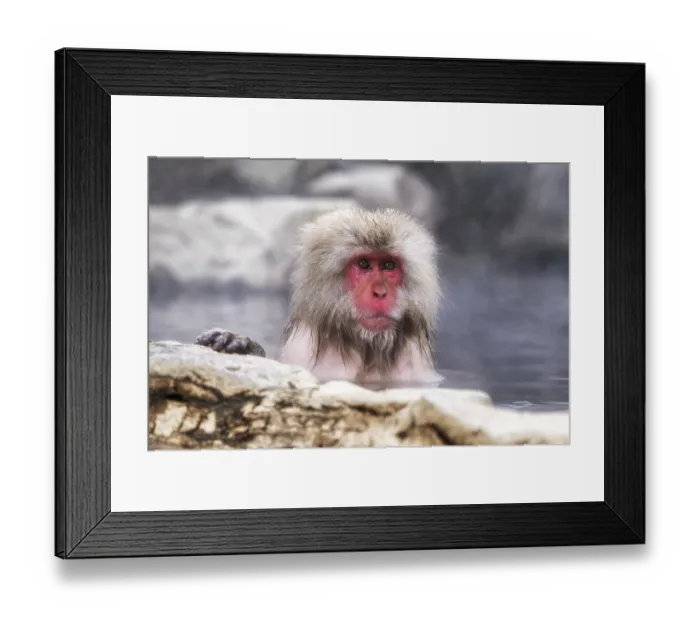 Framed Print : Snow monkeys also called Japanese macaque relaxing by the hot spring water in Jigokudani Monkey Park in Nagano Framed Print : Snow monkeys also called Japanese macaque relaxing by the hot spring water in Jigokudani Monkey Park in Nagano