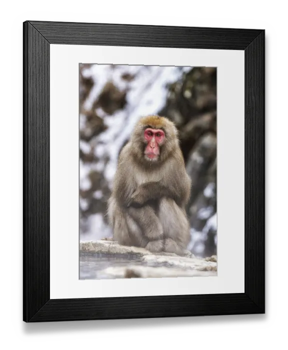 Framed Print : Snow monkeys also called Japanese macaque relaxing by the hot spring water in Jigokudani Monkey Park in Nagano Framed Print : Snow monkeys also called Japanese macaque relaxing by the hot spring water in Jigokudani Monkey Park in Nagano