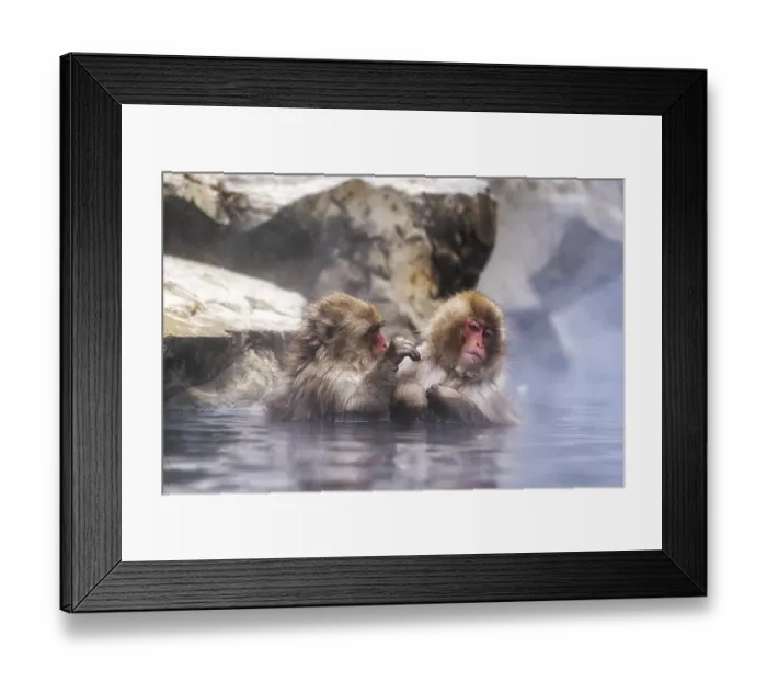 Framed Print : Snow monkeys also called Japanese macaque relaxing by the hot spring water in Jigokudani Monkey Park in Nagano Framed Print : Snow monkeys also called Japanese macaque relaxing by the hot spring water in Jigokudani Monkey Park in Nagano