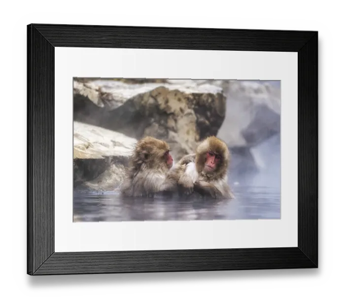 Framed Print : Snow monkeys also called Japanese macaque relaxing by the hot spring water in Jigokudani Monkey Park in Nagano Framed Print : Snow monkeys also called Japanese macaque relaxing by the hot spring water in Jigokudani Monkey Park in Nagano