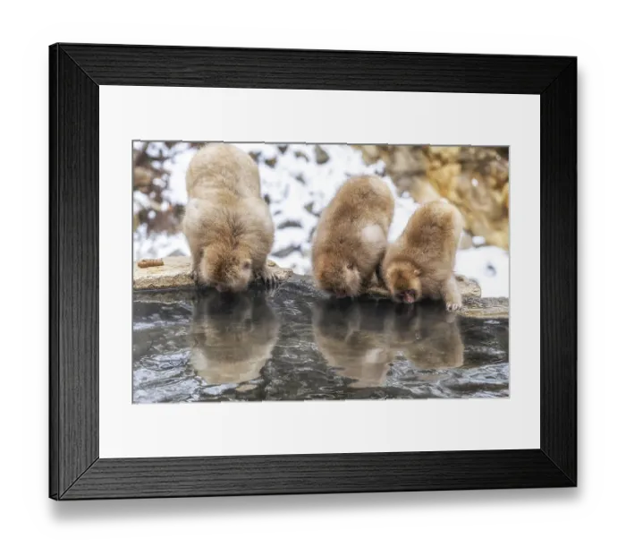 Framed Print : Snow monkeys also called Japanese macaque relaxing by the hot spring water in Jigokudani Monkey Park in Nagano Framed Print : Snow monkeys also called Japanese macaque relaxing by the hot spring water in Jigokudani Monkey Park in Nagano