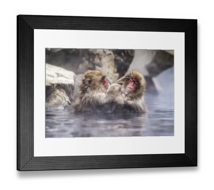 Framed Print : Snow monkeys also called Japanese macaque relaxing by the hot spring water in Jigokudani Monkey Park in Nagano Framed Print : Snow monkeys also called Japanese macaque relaxing by the hot spring water in Jigokudani Monkey Park in Nagano