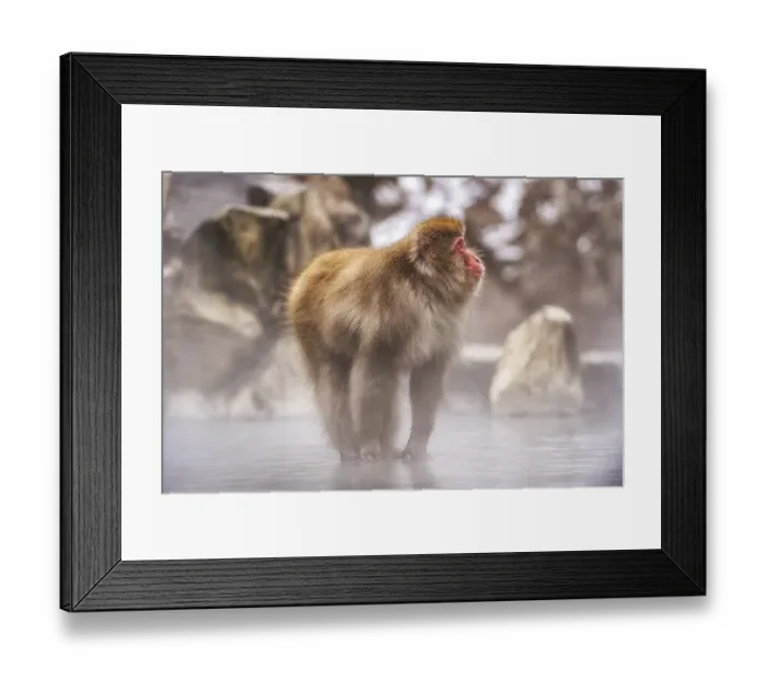 Framed Print : Snow monkeys also called Japanese macaque relaxing by the hot spring water in Jigokudani Monkey Park in Nagano Framed Print : Snow monkeys also called Japanese macaque relaxing by the hot spring water in Jigokudani Monkey Park in Nagano