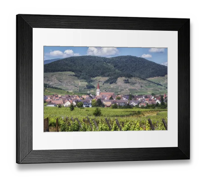 Framed Print : The view of Ammerschwihr and famous grand cru vine yards of alsace Framed Print : The view of Ammerschwihr and famous grand cru vine yards of alsace