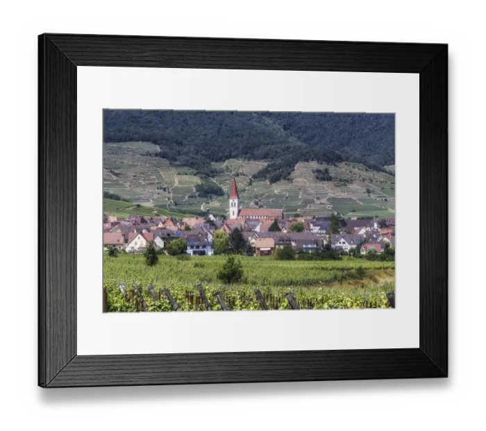 Framed Print : The view of Ammerschwihr and famous grand cru vine yards of alsace Framed Print : The view of Ammerschwihr and famous grand cru vine yards of alsace