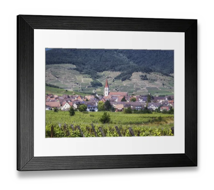 Framed Print : The view of Ammerschwihr and famous grand cru vine yards of alsace Framed Print : The view of Ammerschwihr and famous grand cru vine yards of alsace