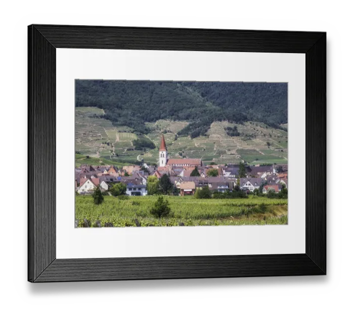 Framed Print : The view of Ammerschwihr and famous grand cru vine yards of alsace Framed Print : The view of Ammerschwihr and famous grand cru vine yards of alsace