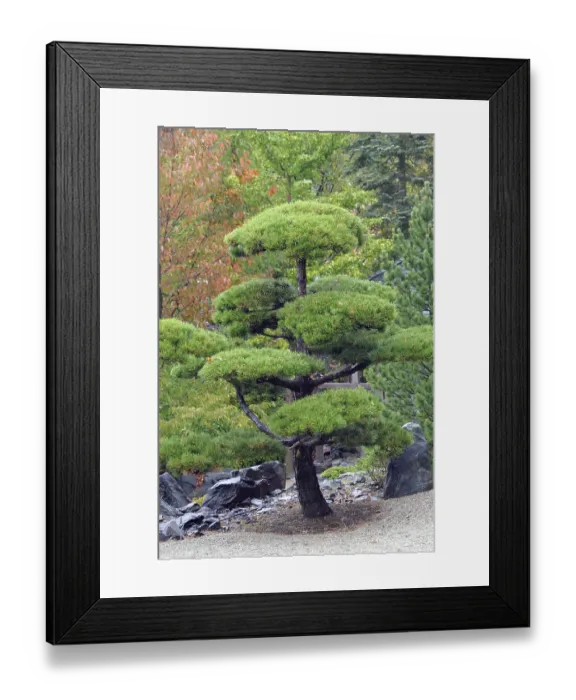 Framed Print : Rotating pine (Pinus contorta)