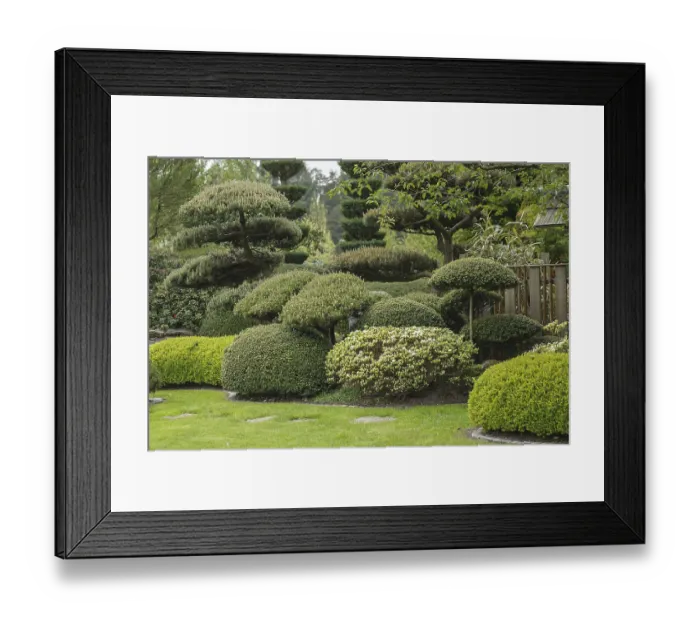 Framed Print : Japanese garden, wooded pine (Pinus mugo)