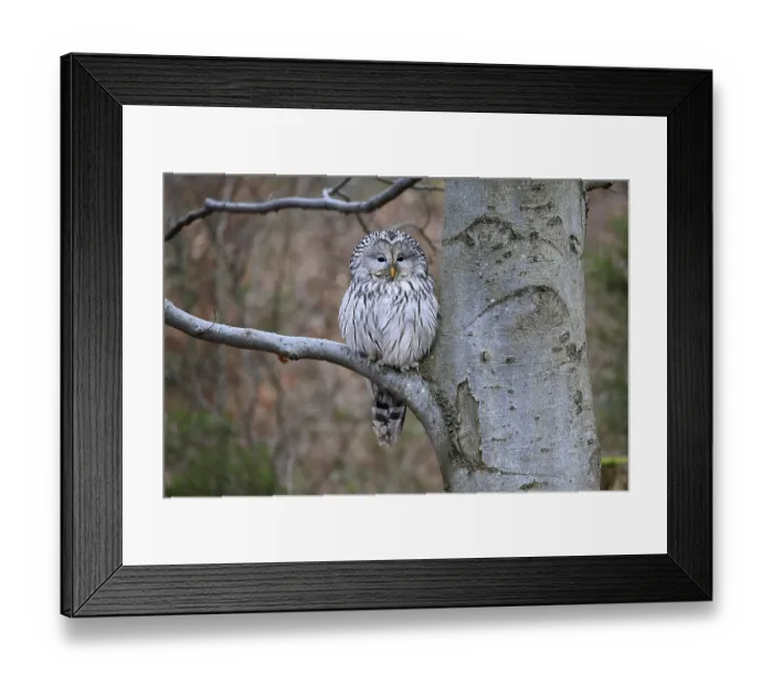 Framed Print : Hawk owl (Strix uralensis), adult