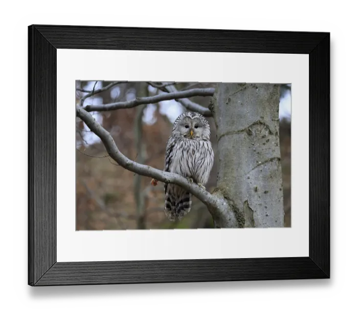 Framed Print : Hawk owl (Strix uralensis), adult