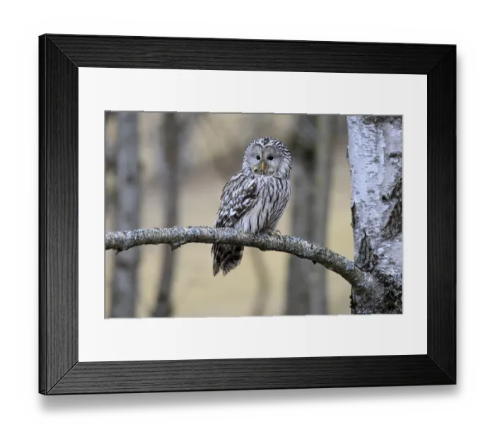 Framed Print : Hawk owl (Strix uralensis), adult Framed Print : Hawk owl (Strix uralensis), adult