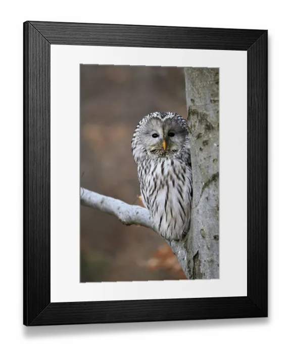 Framed Print : Hawk owl (Strix uralensis), adult