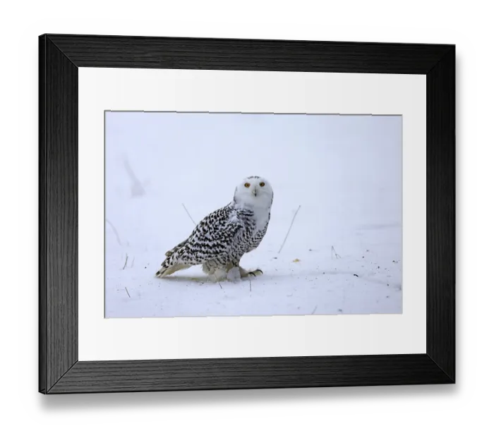 Framed Print : Snowy owl (Nyctea scandiaca), snowy owl Framed Print : Snowy owl (Nyctea scandiaca), snowy owl
