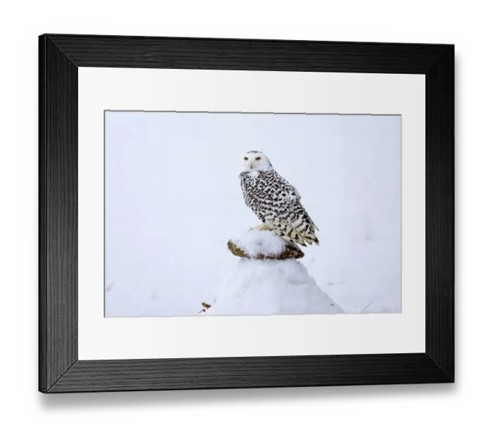 Framed Print : Snowy owl (Nyctea scandiaca), snowy owl