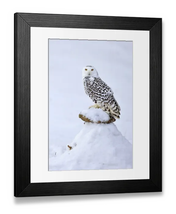 Framed Print : Snowy owl (Nyctea scandiaca), snowy owl