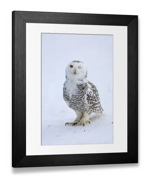 Framed Print : Snowy owl (Nyctea scandiaca), snowy owl Framed Print : Snowy owl (Nyctea scandiaca), snowy owl