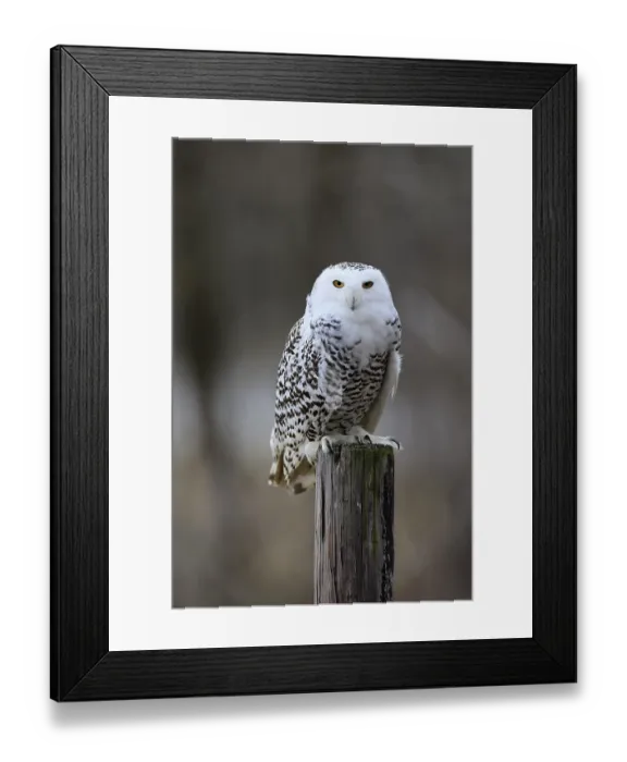 Framed Print : Snowy owl (Nyctea scandiaca), snowy owl Framed Print : Snowy owl (Nyctea scandiaca), snowy owl