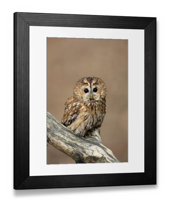 Framed Print : Tawny owl (Strix aluco), adult Framed Print : Tawny owl (Strix aluco), adult