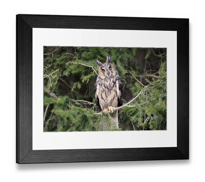 Framed Print : Long-eared owl (Asio otus), adult Framed Print : Long-eared owl (Asio otus), adult