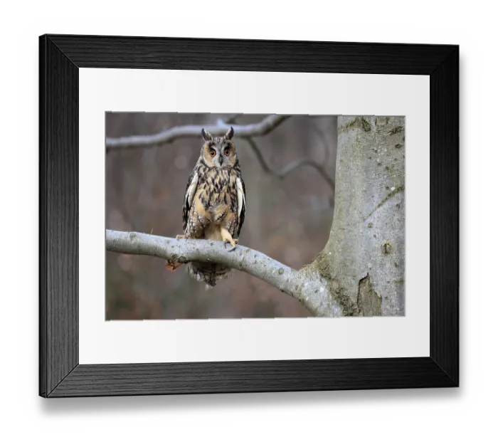 Framed Print : Long-eared owl (Asio otus), adult