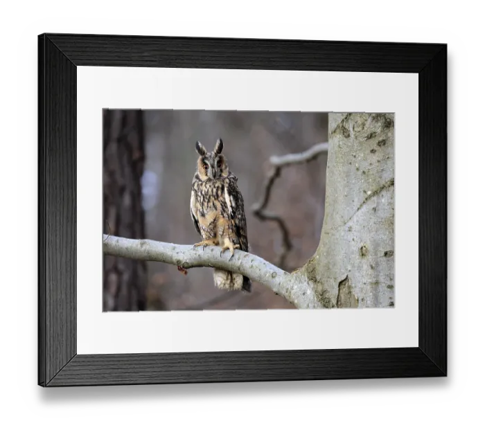 Framed Print : Long-eared owl (Asio otus), adult Framed Print : Long-eared owl (Asio otus), adult