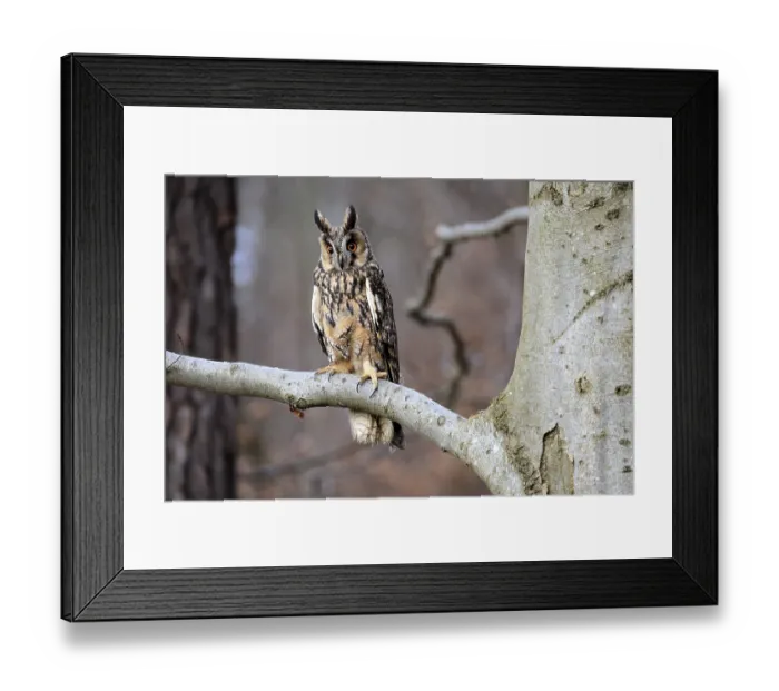 Framed Print : Long-eared owl (Asio otus), adult Framed Print : Long-eared owl (Asio otus), adult