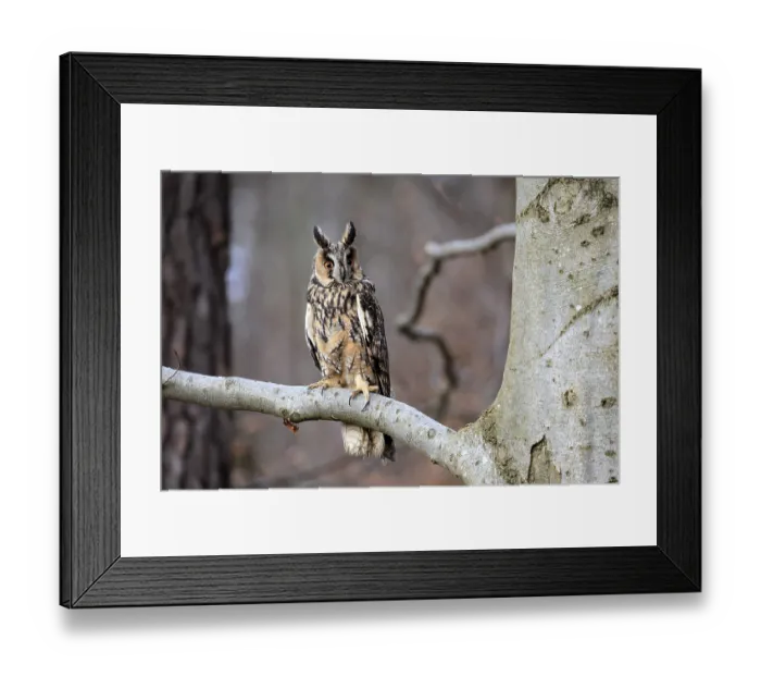 Framed Print : Long-eared owl (Asio otus), adult