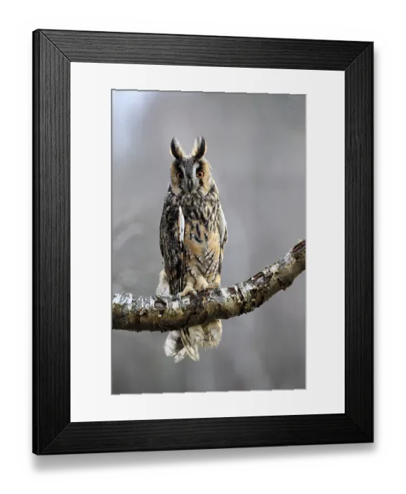 Framed Print : Long-eared owl (Asio otus), adult